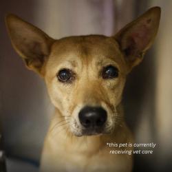 Shelter Stray Male Dog last seen Near BLOCK BLANCO, 4710 TX-151, San Antonio, TX 78227, USA