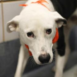 Shelter Stray Male Dog last seen Near BLOCK STACE, 4710 TX-151, San Antonio, TX 78227, USA