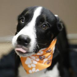 Shelter Stray Male Dog last seen NW 36TH ST, 4710 TX-151, San Antonio, TX 78227, USA