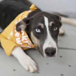 Shelter Stray Female Dog last seen W HARLAN AVE AND S ZARZAMORA, 4710 TX-151, San Antonio, TX 78227, USA