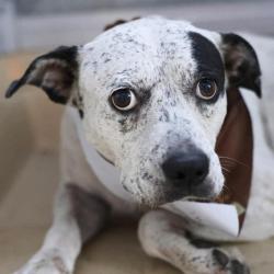 Shelter Stray Female Dog last seen REMOLINO, 4710 TX-151, San Antonio, TX 78227, USA