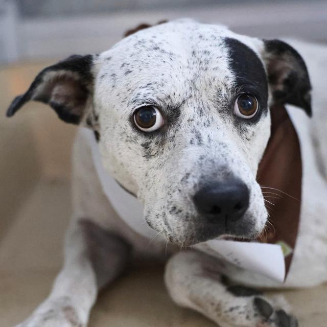 Shelter Stray Female Dog last seen REMOLINO, 4710 TX-151, San Antonio, TX 78227, USA
