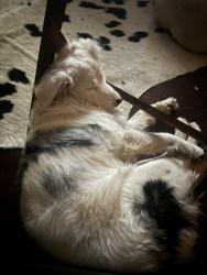 Lost Female Dog last seen SHE WAS AT HOME LAST I DONT KNOW, Midland, TX 79707