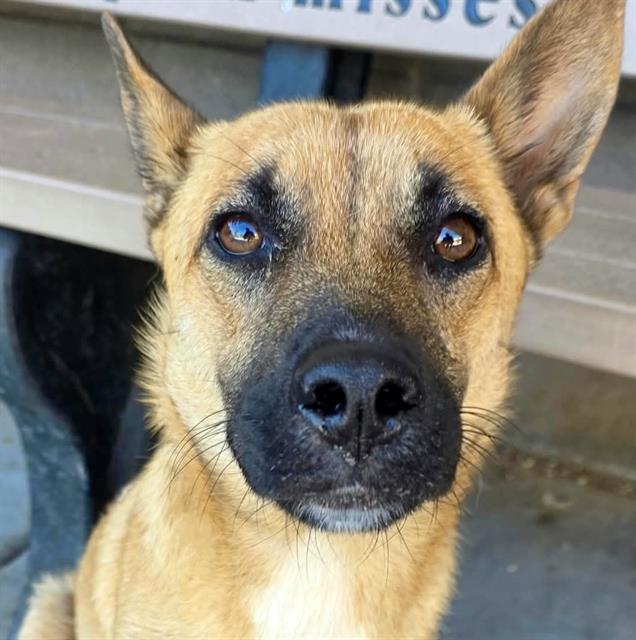 Shelter Stray Female Dog last seen , 4000 N Silverbell Rd, Tucson, AZ 85745, USA