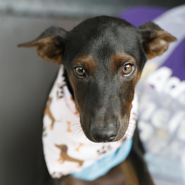 Shelter Stray Male Dog last seen Near BLOCK WINESAP, 4710 TX-151, San Antonio, TX 78227, USA