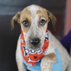 Shelter Stray Female Dog last seen ROYSTONE, 4710 TX-151, San Antonio, TX 78227, USA