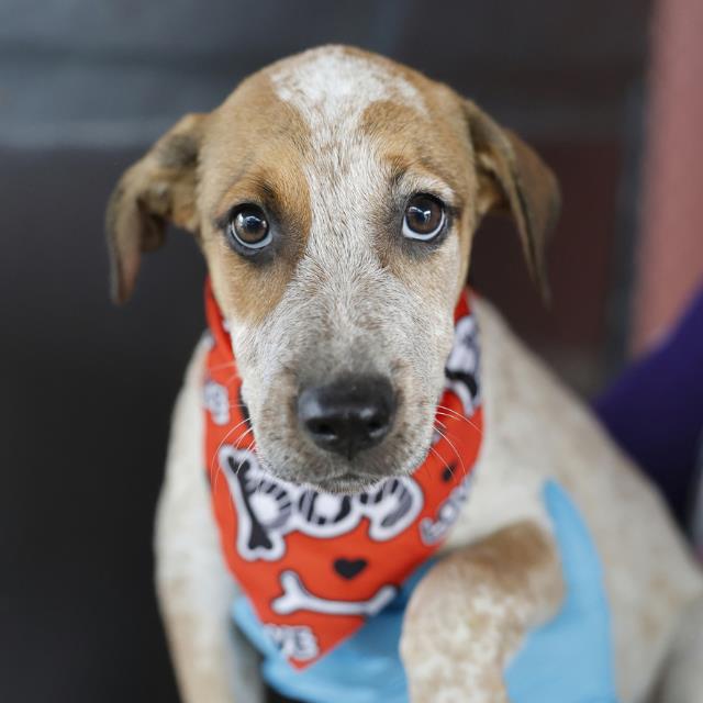 Shelter Stray Female Dog last seen ROYSTONE, 4710 TX-151, San Antonio, TX 78227, USA