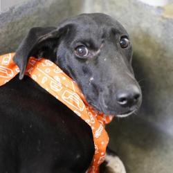 Shelter Stray Female Dog last seen Near BLOCK SANTA RITA, 4710 TX-151, San Antonio, TX 78227, USA