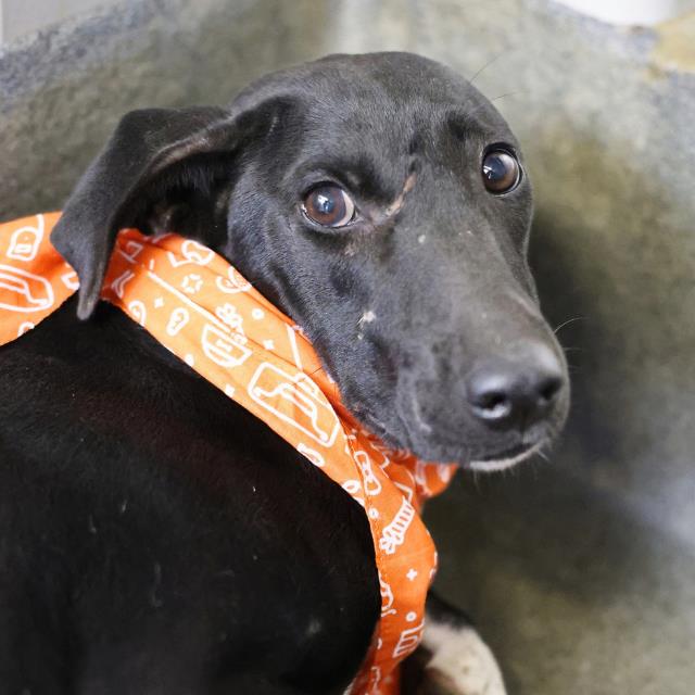 Shelter Stray Female Dog last seen Near BLOCK SANTA RITA, 4710 TX-151, San Antonio, TX 78227, USA