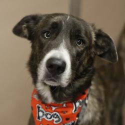 Shelter Stray Male Dog last seen HORTENCIA, 4710 TX-151, San Antonio, TX 78227, USA