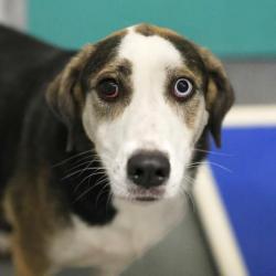 Shelter Stray Female Dog last seen MAVERICK RIM, 4710 TX-151, San Antonio, TX 78227, USA