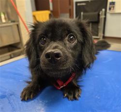 Shelter Stray Male Dog last seen 87TH AVE AND BUTLER DR, 2500 S 27th Ave, Phoenix, AZ 85009, USA