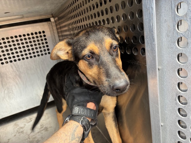Shelter Stray Female Dog last seen 57TH AVE AND ALAMEDA RD, 2500 S 27th Ave, Phoenix, AZ 85009, USA
