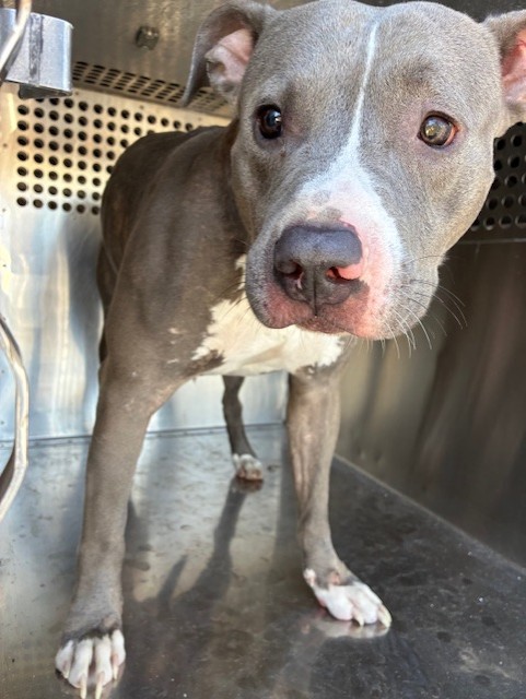 Shelter Stray Male Dog last seen VERRADO WAY AND MCDOWELL, 2500 S 27th Ave, Phoenix, AZ 85009, USA