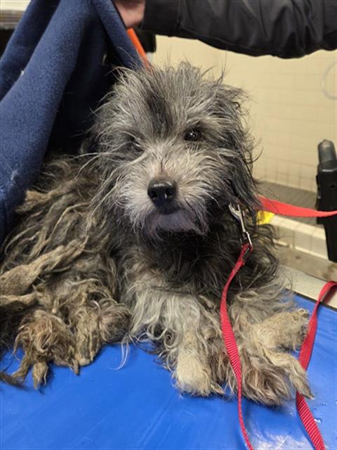 Shelter Stray Male Dog last seen 87TH AVE AND BUTLER DR, 2500 S 27th Ave, Phoenix, AZ 85009, USA