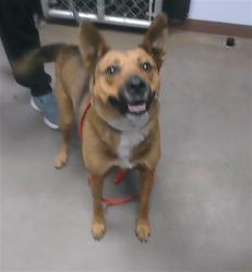 Shelter Stray Female Dog last seen WINSTON DR AND 1ST AVE, 2500 S 27th Ave, Phoenix, AZ 85009, USA