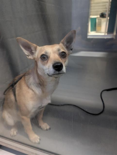 Shelter Stray Female Dog last seen DOG PARK (601 WESTLINE DR), 1590 Fortmann Way, Alameda, CA 94501, USA