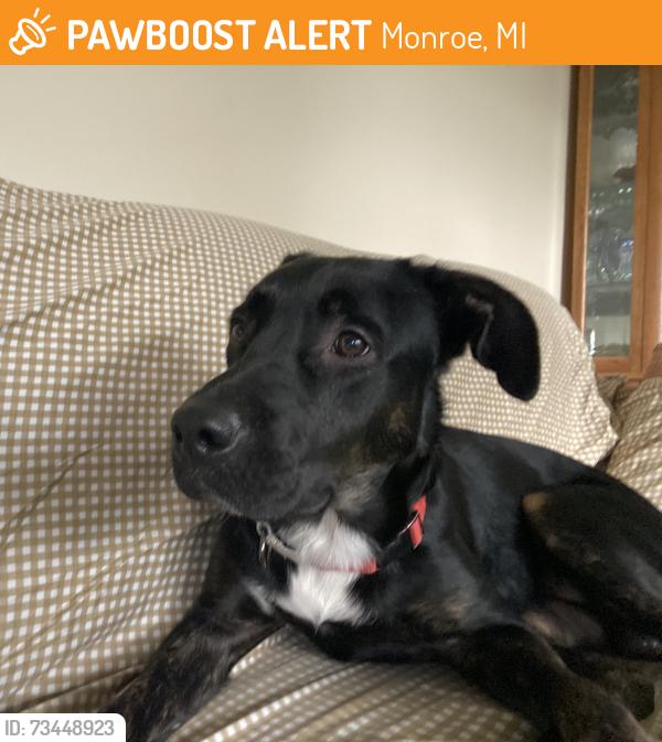 Found/Stray Male Dog last seen Near Texaco, Monroe, MI 48162