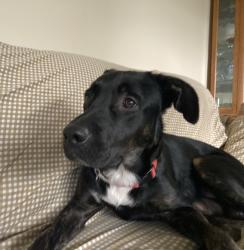 Found/Stray Male Dog last seen Near Texaco, Monroe, MI 48162