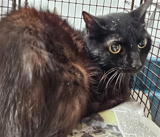 Shelter Stray Female Cat last seen , 3201 Lacy St, Los Angeles, CA 90031, USA