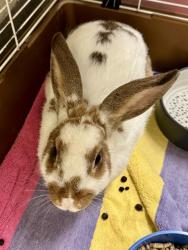 Shelter Stray Female Other last seen Near BLOCK W 3200 S, WEST VALLEY CITY UT 84120, 4522 W 3500 S, West Valley City, UT 84120, USA