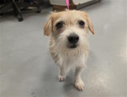 Shelter Stray Female Dog last seen 12TH AND NORTH, NUEVO, 581 S Grand Ave, San Jacinto, CA 92582, USA