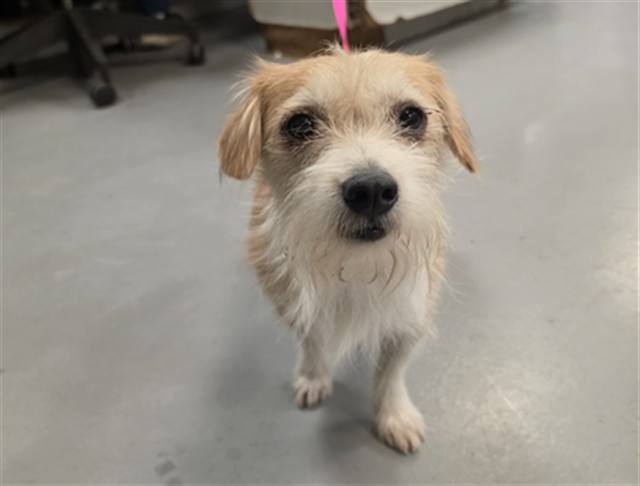 Shelter Stray Female Dog last seen 12TH AND NORTH, NUEVO, 581 S Grand Ave, San Jacinto, CA 92582, USA