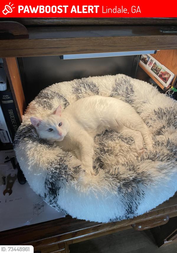 Lost Female Cat last seen Maple street, Lindale, GA 30147