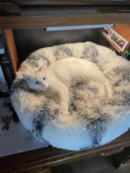 Lost Female Cat last seen Maple street, Lindale, GA 30147
