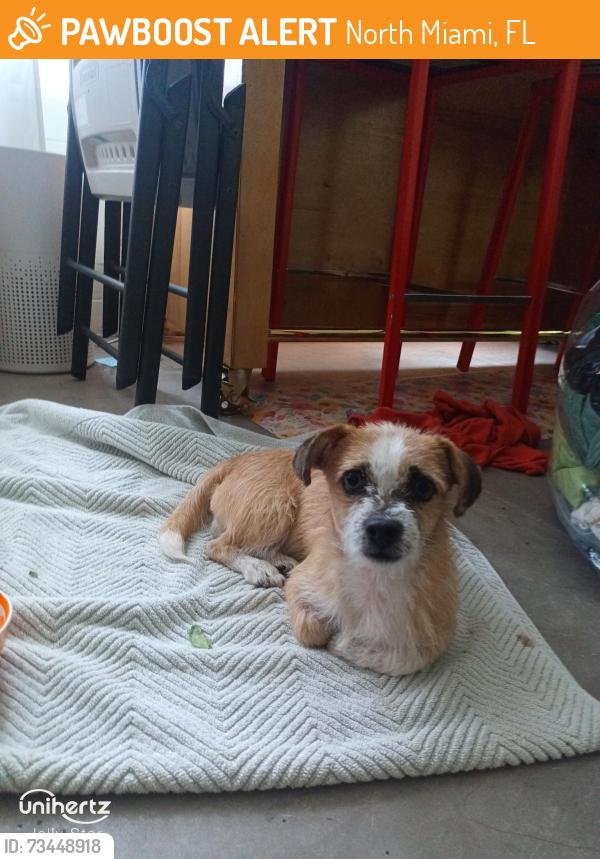 Found/Stray Unknown Dog last seen 131st St and Griffing Blvd, North Miami, FL 33161