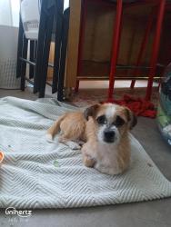 Found/Stray Unknown Dog last seen 131st St and Griffing Blvd, North Miami, FL 33161