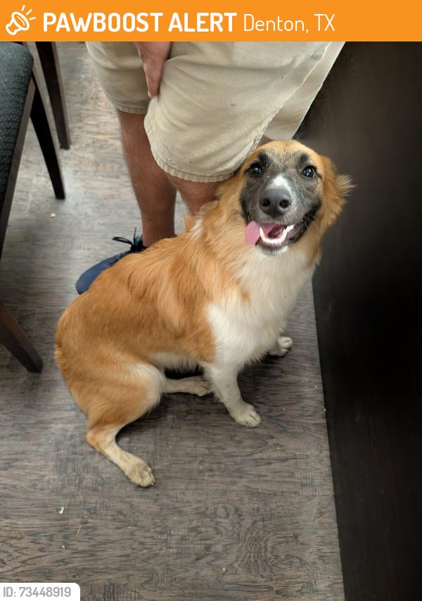 Found/Stray Female Dog last seen Ryan High School, Denton, TX 76208