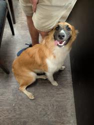 Found/Stray Female Dog last seen Ryan High School, Denton, TX 76208