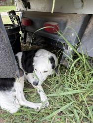 Found/Stray Female Dog last seen 51st and Midway Broken Arrow, Broken Arrow, OK 74014