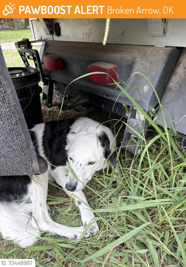 Found/Stray Female Dog last seen 51st and Midway Broken Arrow, Broken Arrow, OK 74014