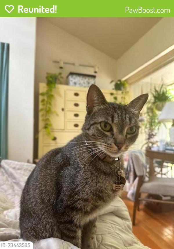Reunited Female Cat last seen Near North, Chapel Hill, NC 27514