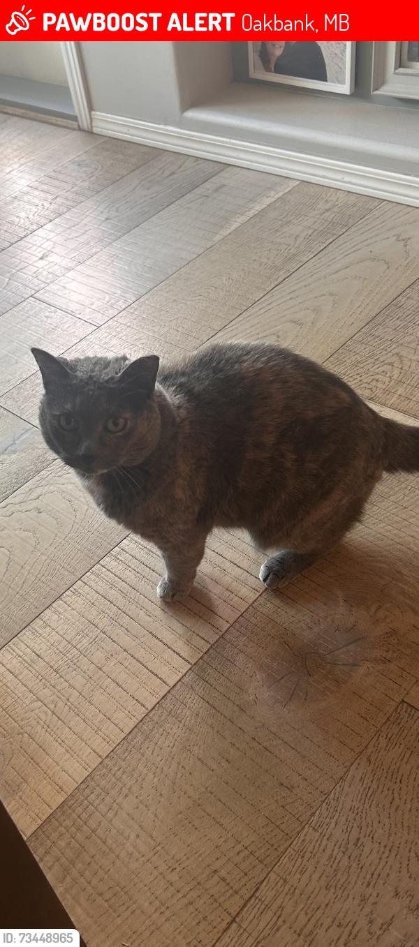 Lost Female Cat last seen Tyler Bay, Oakbank, MB 