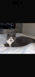 Reunited Male Cat last seen Coventry road, Solihull, England 