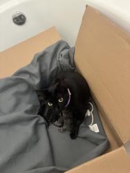 Lost Female Cat last seen Brown Thrasher, San Antonio, TX 78207