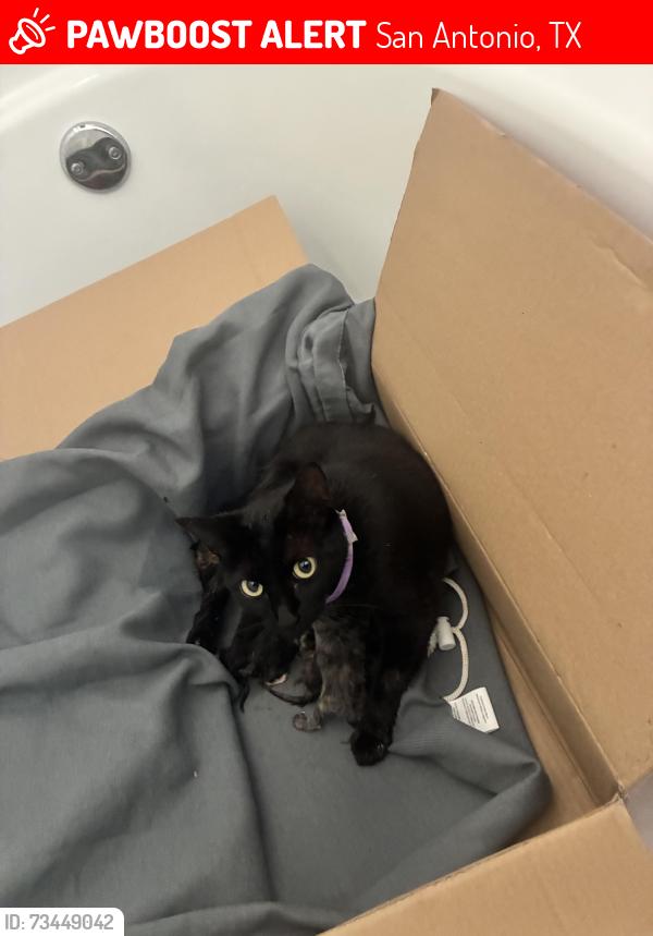 Lost Female Cat last seen Brown Thrasher, San Antonio, TX 78207