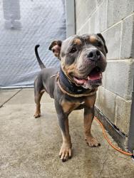 Found/Stray Male Dog last seen S California Ave and W Jackson blvd, Chicago, IL 60612