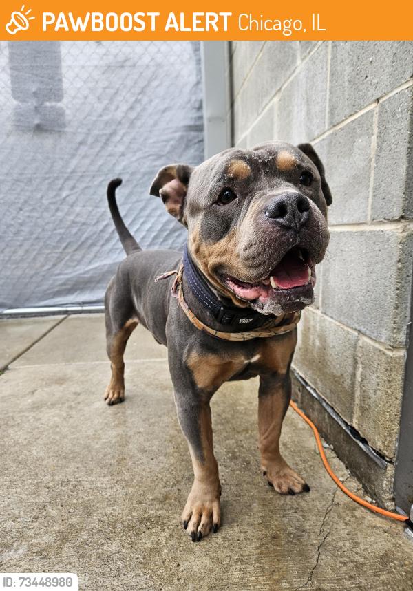Found/Stray Male Dog last seen S California Ave and W Jackson blvd, Chicago, IL 60612