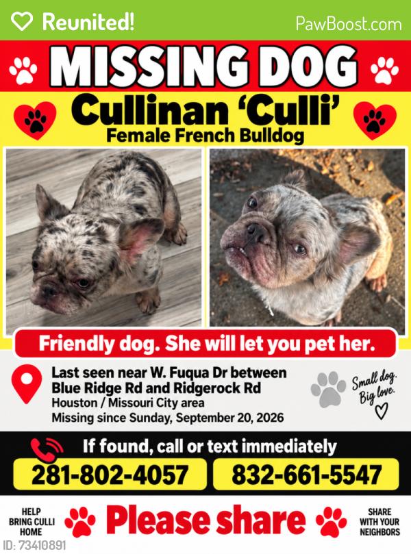 Reunited Female Dog last seen Fuqua and Ridgerock, Missouri City, TX 77489