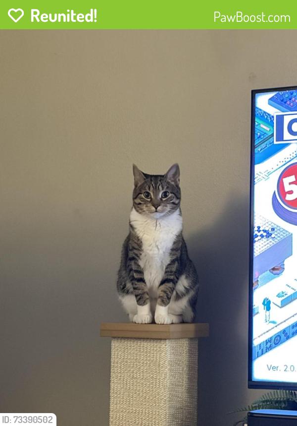 Reunited Female Cat last seen Menards, Appleton, WI 54915