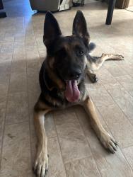 Reunited Male Dog last seen Archer Grove Road, Athens, GA 30607