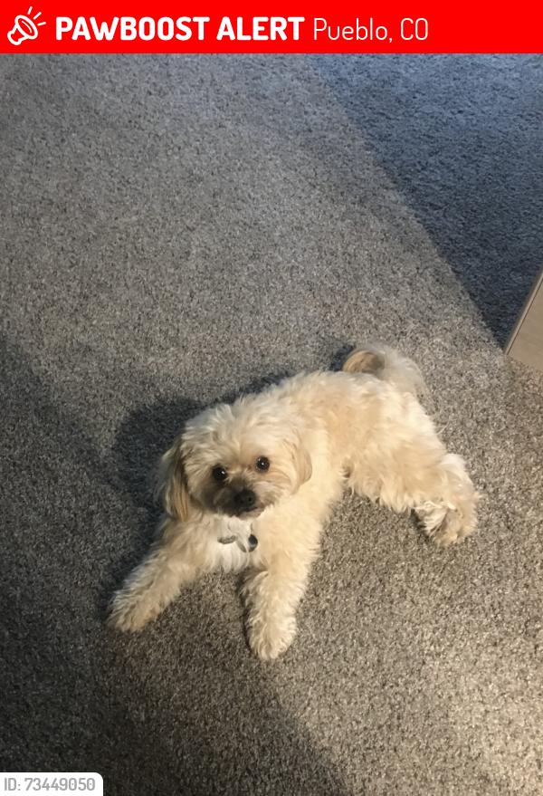 Lost Female Dog last seen ventana circle and aventura way, Pueblo, CO 81005