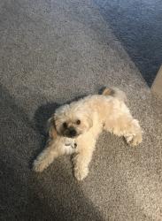 Lost Female Dog last seen ventana circle and aventura way, Pueblo, CO 81005