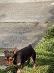 Found/Stray Male Dog last seen East ave, Springfield, FL 32405