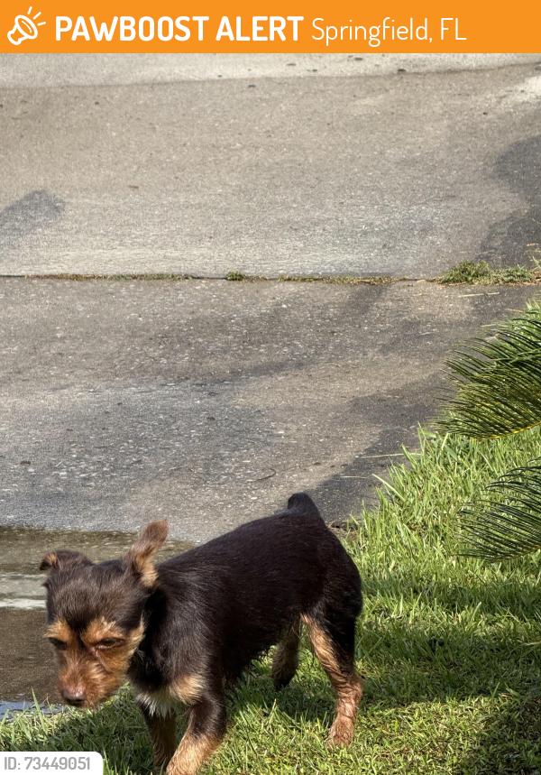Found/Stray Male Dog last seen East ave, Springfield, FL 32405
