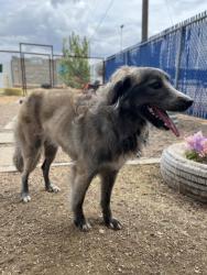 Shelter Stray Male Dog last seen Near E Lancaster Ave, East District, TX, 355 Hillshire Dr, Haslet, TX 76052, USA